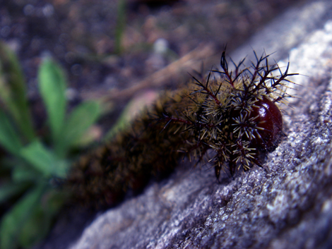 Buck Moth Caterpillar